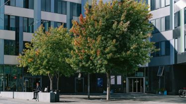 2 Trees outside Jessop West building