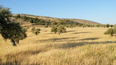Fields of Yanoun, Palestine