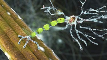 Image of motor neurones 