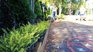 The green pollution barrier at Hunter's Bar Infant School