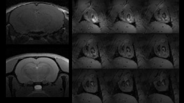 Rat and mouse brain images, and rat heart images