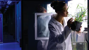 Person looking at a plant in a lab.