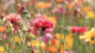 New research by Professor Ross Cameron, Dr Nicola Dempsey and Liwen Zhang suggests that personal colour preference influences the mood-boosting effects of flowers. 