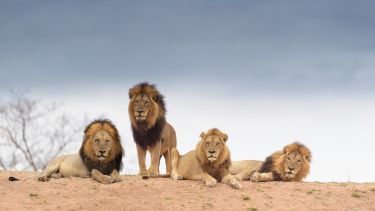 A group of male lions