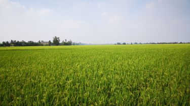 A rice field in Vietnam