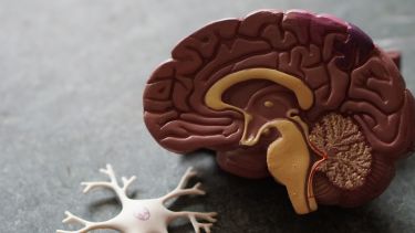 an image of plastic models of the brain