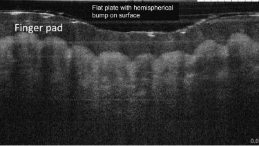 Tomography image of finger pad