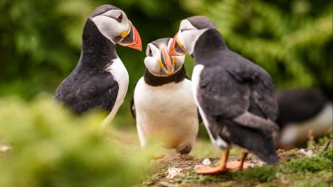Three puffins in a huddle, appearing to converse with each other