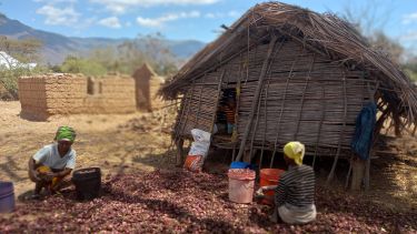 Farmers in Tanzania storing onions
