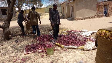 Farmers in Tanzania laying out onions on sheets