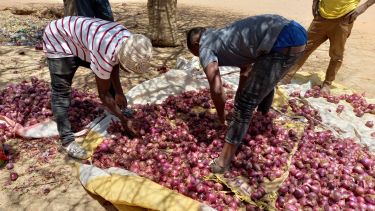 Tanzanian farmers lay out onions on a tarpaulin