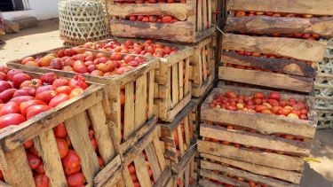 Tomatoes in wooden crates, Tanzania