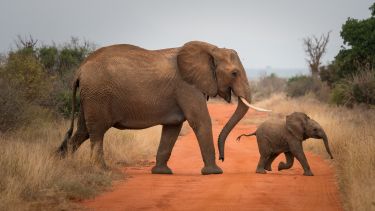 Elephants crossing a dirt road