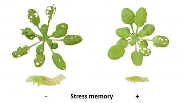 An image showing the damage affecting the thale cress plants from the study, the plant on the left has no stress memory therefore is severely effected by caterpillar feeding.