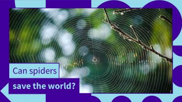 Photo of a spider web with the text: Can spiders save the world? 