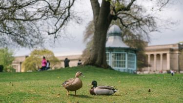 Photograph of ducks in Weston Park
