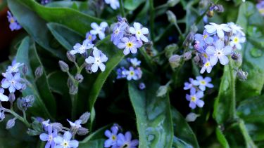 Image of forget-me-nots