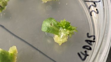 selection of transgenic lettuce plants expressing an adjustable epi-mutagenesis vector  