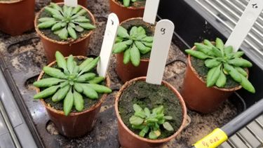 Arabidopsis plants at several weeks after exposure to high levels of foliar disease  