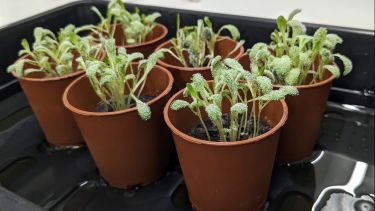 Downy mildew disease on lettuce seedlings