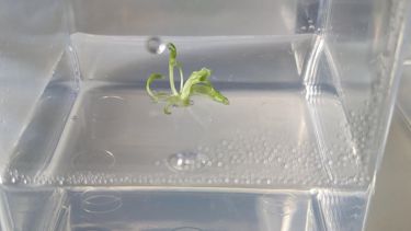 selection of a transgenic lettuce plant expressing an adjustable epi-mutagenesis vector