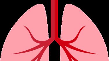 A cartoon drawing of lungs, in pink