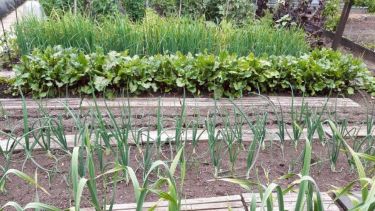A picture of rows of vegetables being grown at an allotment.