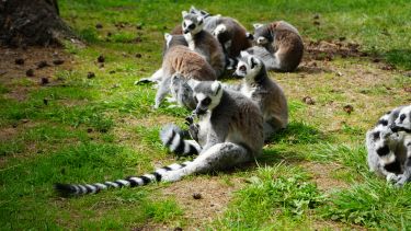 Lemurs at Yorkshire Wildlife Park 