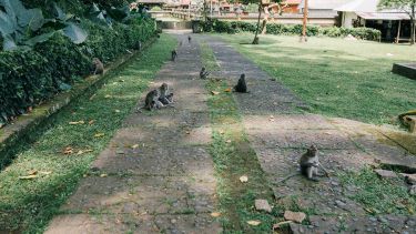 Green monkeys sat outside of a house in the caribbean