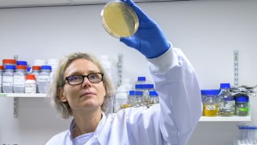 Scientist from Evolutor examining petri dish