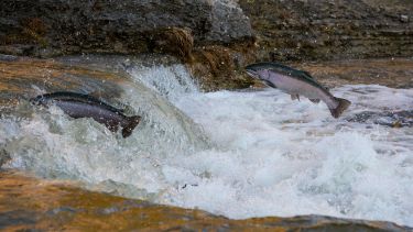 Wild salmon jumping out of a stream