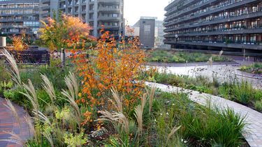 Nigel received the accolade for his contribution towards planting design in urban public spaces.