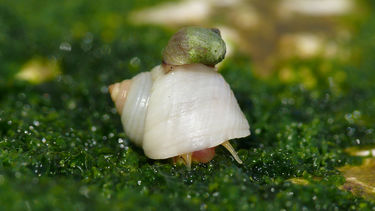 A picture of a white marine snail with a smaller snail on its back