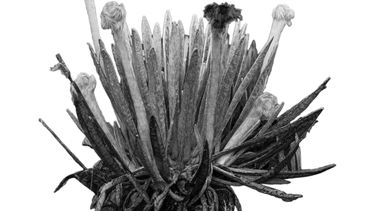 Ruilopezia plant