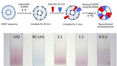 Liposome sof RCLH1 and LH2