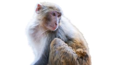 A rhesus monkey