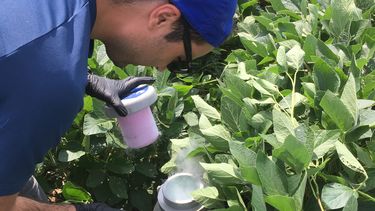 Dr Dimitar Epihov sampling soybean in an enhanced weathering test field at the Energy Farm