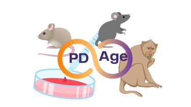 PD-AGE animal models