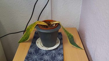 Plant dying on a table