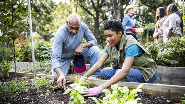 Two people working on an allotment 