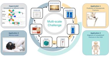 MultiSim's multiscale challenge: The workflow applications are linked to model scales that they depend on. The scales are: environment, population, body, organ, tissue, cell, molecular. The hypermodel links all the scales. Application 1, Prediction of osteoporotic fractures links population, body, organ and tissue scales. Application 2, Diagnosis of unexplained fractures in the child links body, organ and tissue scales. Application 3, murine model, links organ, tissue, cell and molecule scales.