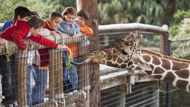 Group of children feeding a giraffe