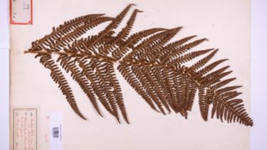A fern leaf from the herbarium digitisation 