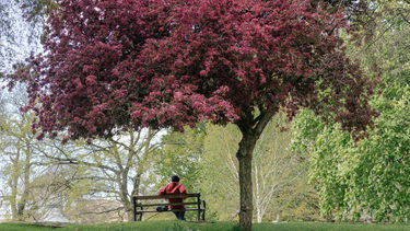 Someone sites under a pink blossom tree on a bench with their back to the camera