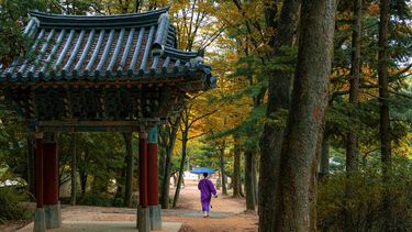 Korean Temple, women walking with umbrella on street with trees