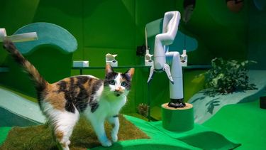 Cat in a virtual AI space