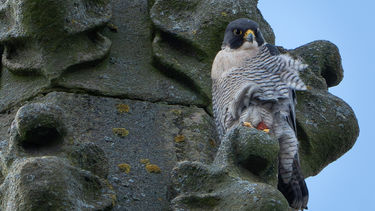 A Peregrine Falcon sitting on the tower of St George's Church.