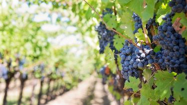 Bunches on grapes on vines.