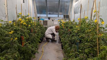 Jamie Howe at work at the University of Sheffield, he is crouched down tending to the plants surrounding him, that form part of his biology research.