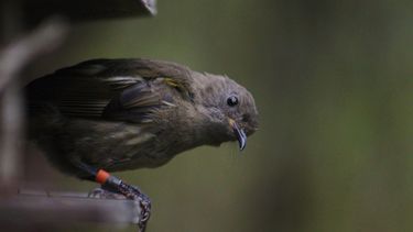 Hihi Female